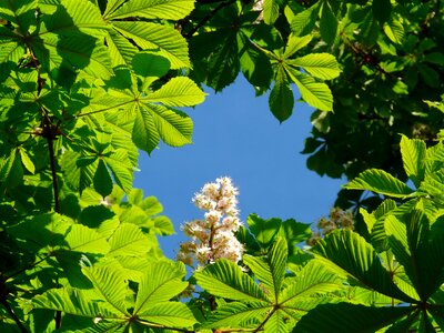 Ordinary rosskastanie chestnut flowers photo