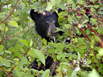 Head eating berries