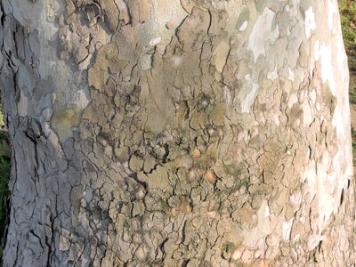 Cortex tree surface