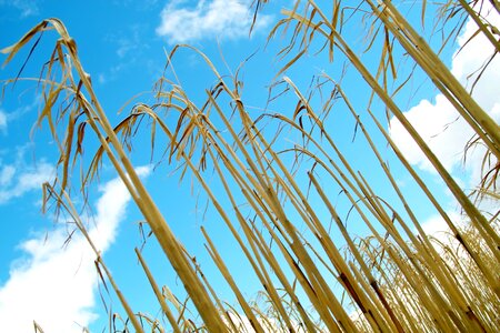 Countryside farm field photo