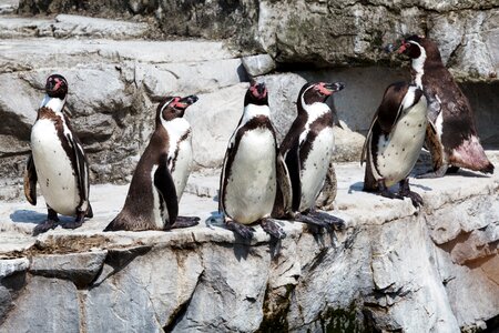 Birds group standing