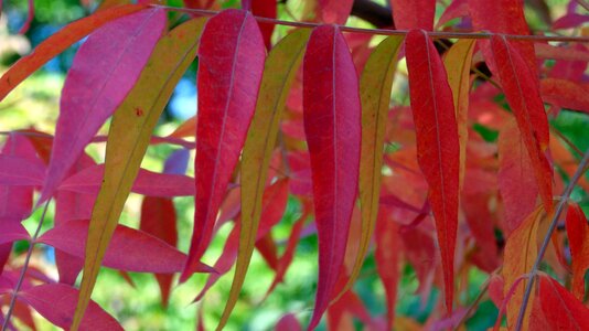 Fall colors fall leaves colorful