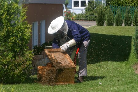 Honey bees bee keeping honey combs photo
