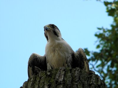 Raptor forest bird photo