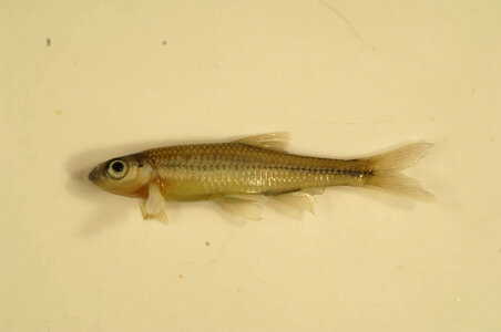 Luxilus cornutus-3