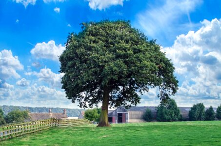 Nature green sky blue photo