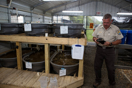 Capative propagation of the purple bankclimber mussel-1