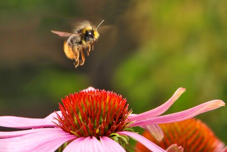 Flying flower bee