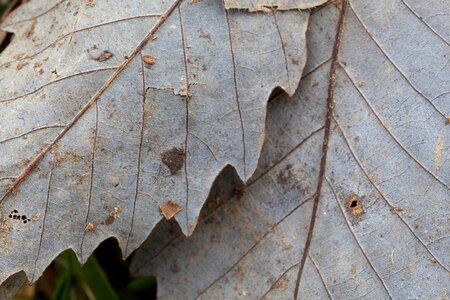 Leaves structure tree