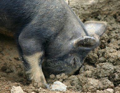 Digging snout muddy