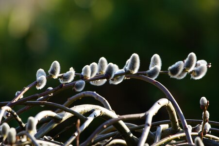 Bud tree light