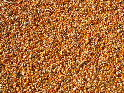 Vegetables seeds food