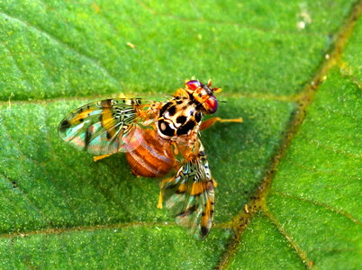 Bug macro 