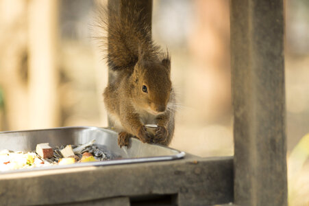 4 Squirrel