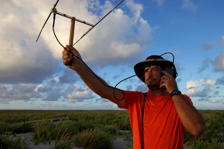Nihoa Millerbird Translocation-6