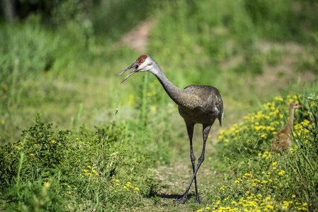 Crane with Chick in back at George Meade Wildlife Refuge