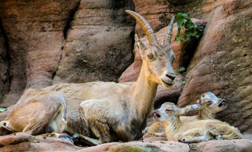 Alpine horns young animal