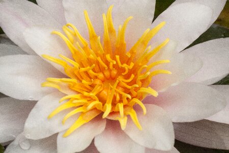 Aquatic plants petals white