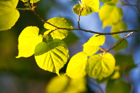 spring leaves