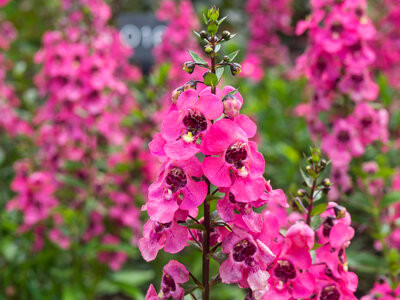 Pink Flowers