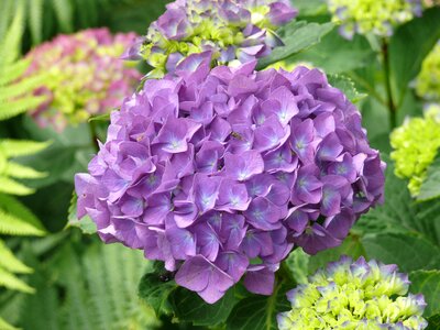 Purple flower nature