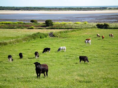 Agriculture nature farming photo