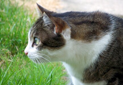 Feline kitten domestic photo