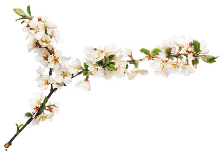 branch with flowers