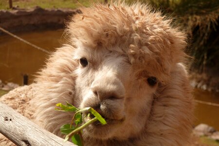 Furry fluffy head