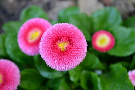 Flower bright pink nature photo