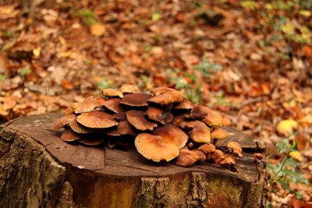 Mushrooms orange cap boletus photo