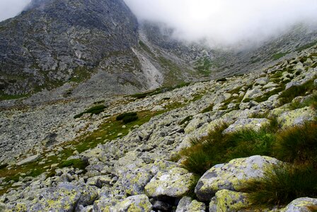 Mountain chamois nature