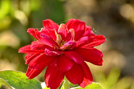 Dahlia flower bud flower garden