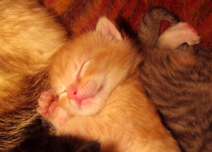 Sleeping kitty feline photo