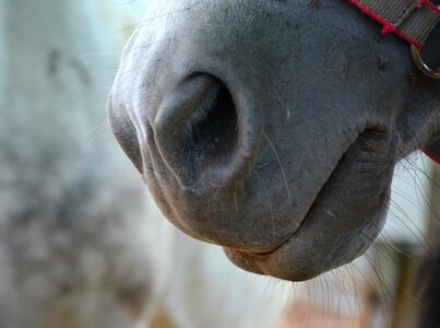 Horse jaw animal horse nose photo