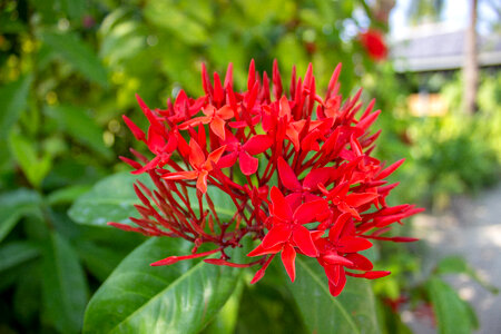 Red Flower Shrub photo