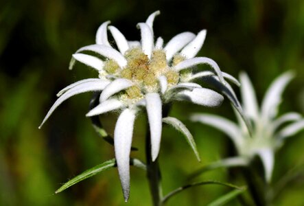 Beautiful Flowers blooming blossom photo