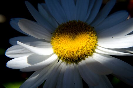 Heart summer flowers white