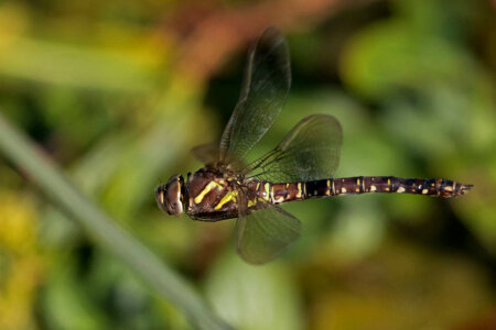 Hawker dragonfly