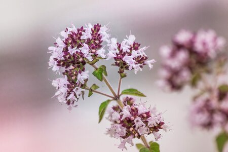 Nature flower plant photo