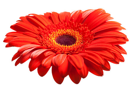 Gerbera flower photo