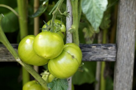 Vegetable growing cultivation immature