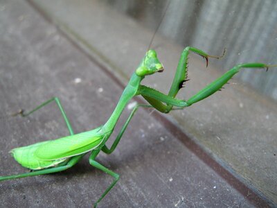 Insect mantis animal photo