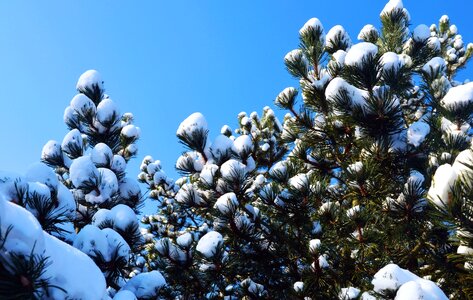 Branch frozen pine photo