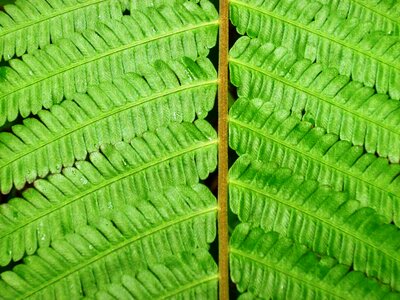 Nature green plants