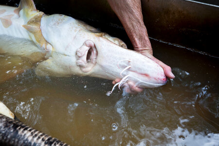Fisheries biologist displays Gulf sturgeon underside-1