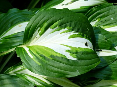 Plantain lily schattenpflanze white stained photo