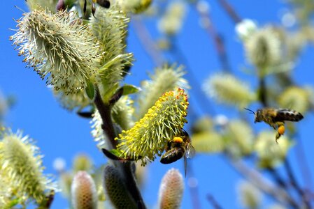 Bee branch flowering
