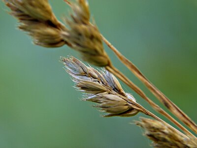 Plant macro close-up