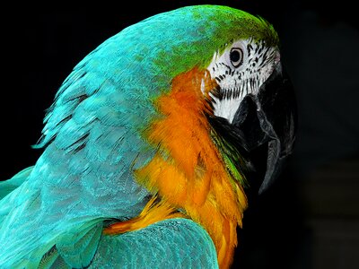 Colorful plumage feather
